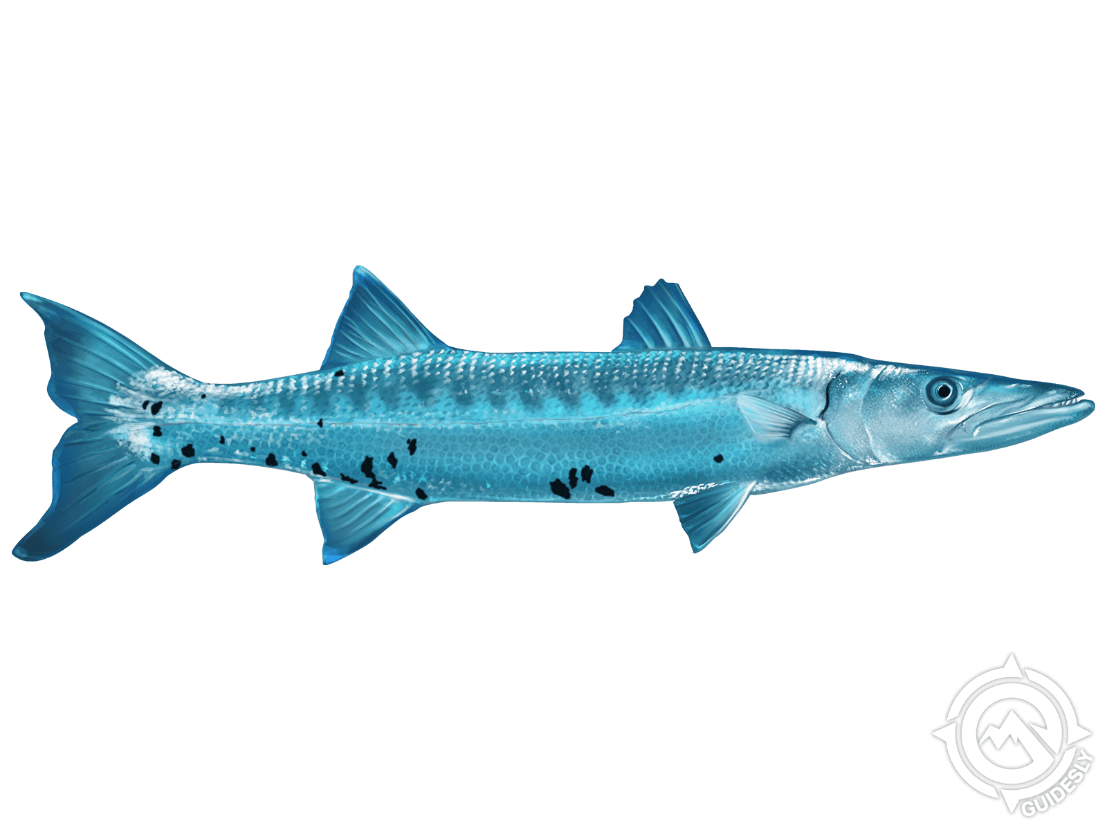 Barracuda
